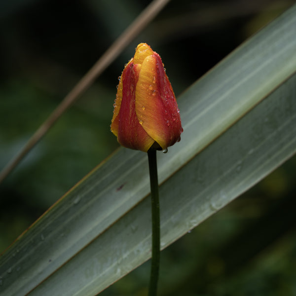 Phosfauna Photography
